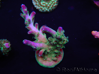 WYSIWYG Acropora 15N10 Maricoltura acclimatata LED