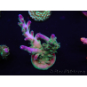 WYSIWYG Acropora 15N10 Maricultura aclimatada led