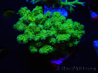 WYSIWYG Pocillopora damicormis jaune vert 1B3