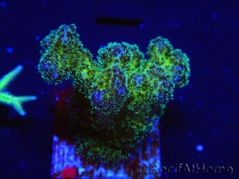 WYSIWYG Pocillopora damicormis Gold insane 1D1