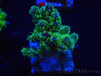 WYSIWYG Pocillopora damicornis tricolor 1E1