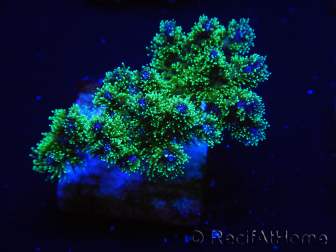 WYSIWYG Pocillopora damicormis tricolor 1E3