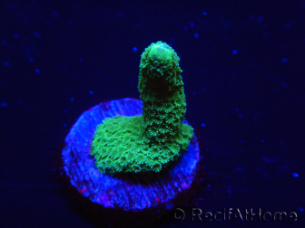 WYSIWYG- Montipora digitata vert 1N1