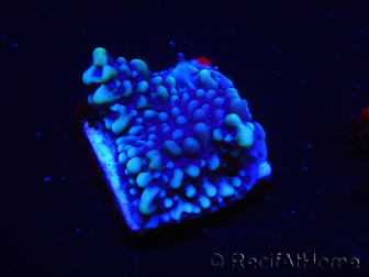 WYSIWYG Montipora undata 1O4