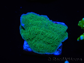 WYSIWYG Apple Green Montipora Plateau 1R6