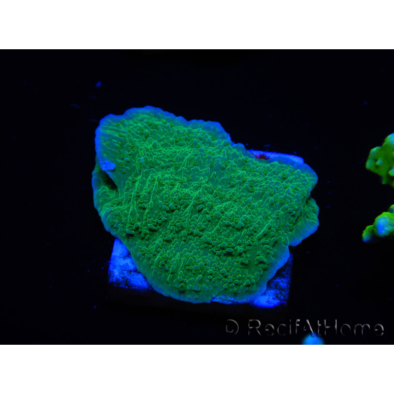 WYSIWYG Apple Green Montipora Plateau 1R6