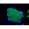 WYSIWYG Apple Green Montipora Plateau 1R6