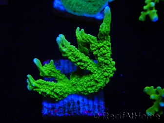 WYSIWYG Montipora stellata 1S4