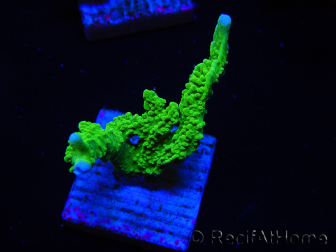 WYSIWYG Montipora stellata 1S6