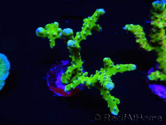 WYSIWYG - BR Green Goblin Anacropora 18A1