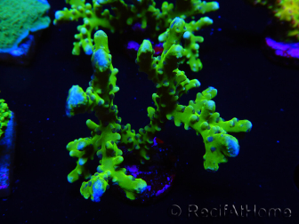 WYSIWYG - BR Green Goblin Anacropora 18A3