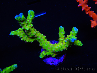 WYSIWYG - AK Goldenrod Anacropora 18B2