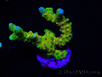 WYSIWYG - AK Goldenrod Anacropora 18B3