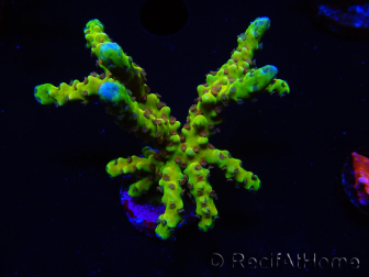 WYSIWYG - AK Goldenrod Anacropora 18B4