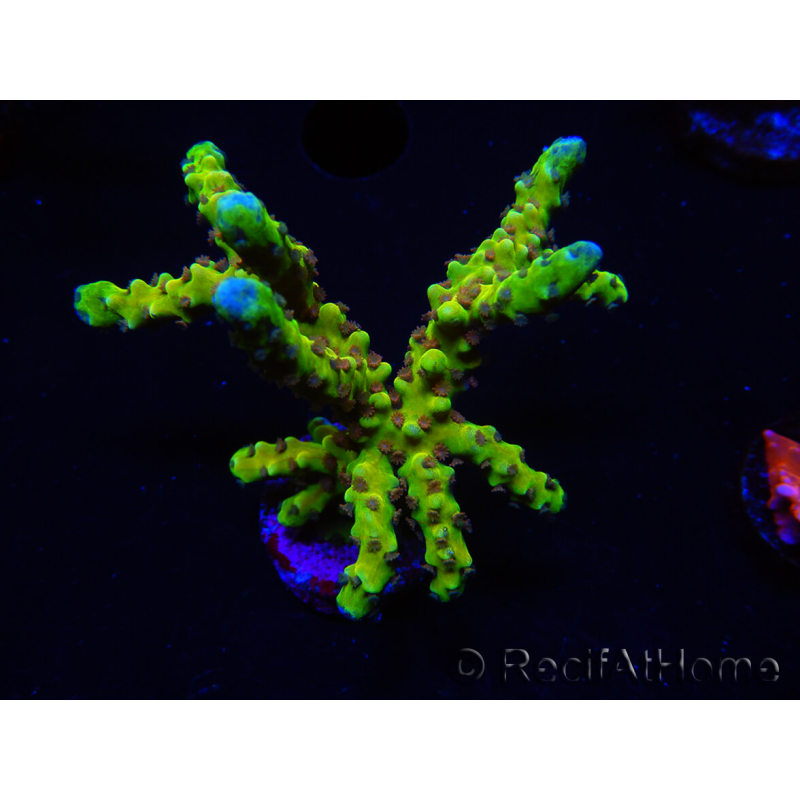 WYSIWYG - AK Goldenrod Anacropora 18B4