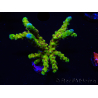 WYSIWYG - AK Goldenrod Anacropora 18B4