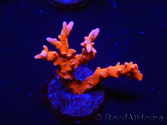 WYSIWYG - JF TNT Anacropora 18C3