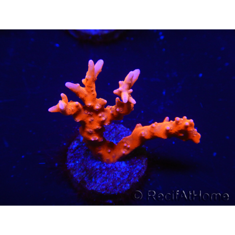 WYSIWYG - JF TNT Anacropora 18C3