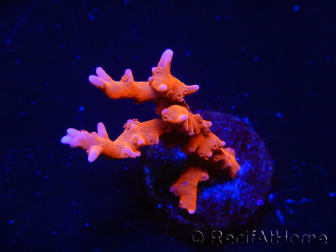 WYSIWYG - JF TNT Anacropora 18D3