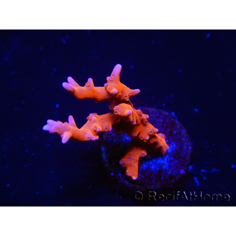 WYSIWYG - JF TNT Anacropora 18D3