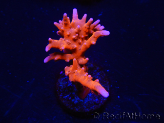 WYSIWYG - JF TNT Anacropora 18D4