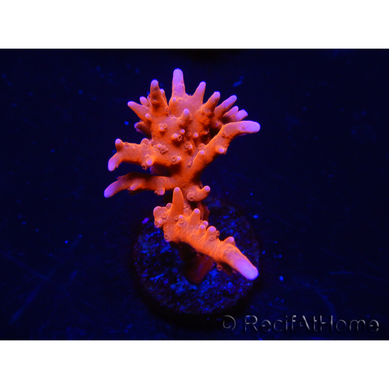 WYSIWYG - JF TNT Anacropora 18D4