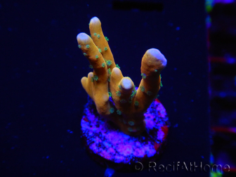 WYSIWYG - MH Tropicana Anacropora 18E1