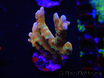 WYSIWYG - MH Tropicana Anacropora 18E3