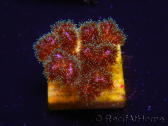 WYSIWYG Pocillopora damicornisrose 1C1