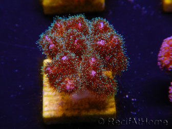 WYSIWYG Pocillopora damicornisrose 1C4