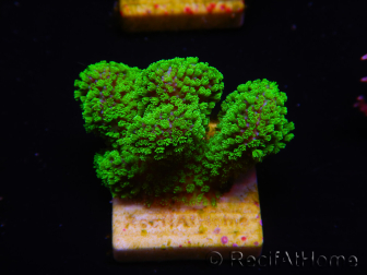 WYSIWYG Stylophora Rose polypes vert fluo 1H2