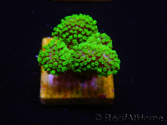 WYSIWYG Stylophora Rose polypes vert fluo 1H3