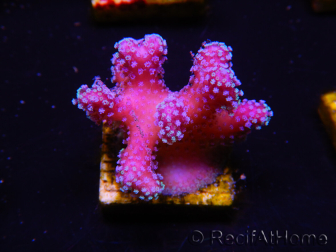 WYSIWYG Stylophora Pink Blue Polyps 1J6