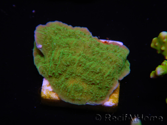 WYSIWYG Apple Green Montipora Plateau 1R6