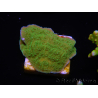 WYSIWYG Apple Green Montipora Plateau 1R6