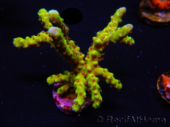 WYSIWYG - AK Goldenrod Anacropora 18B4