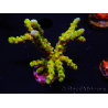 WYSIWYG - AK Goldenrod Anacropora 18B4