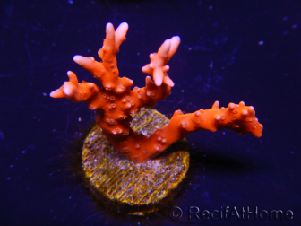 WYSIWYG - JF TNT Anacropora 18C3