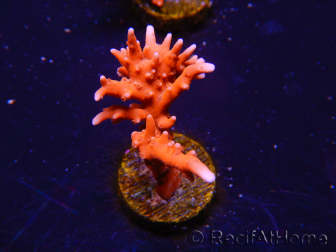 WYSIWYG - JF TNT Anacropora 18D4