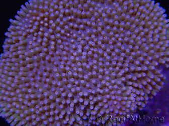 WYSIWYG Sarcophyton elegans Fiji 11