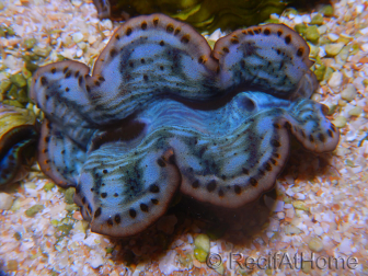 WYSIWYG Tridacna maxima Bénitiers A1 (6 cm)