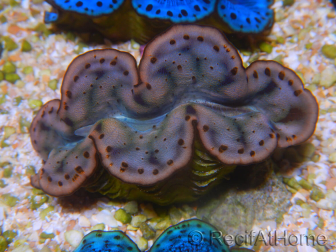 WYSIWYG Tridacna maxima Bénitiers A5 (5 cm)