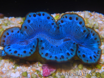 WYSIWYG Tridacna maxima A6