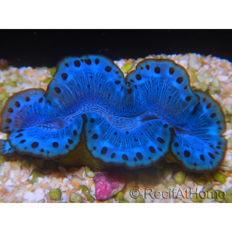 WYSIWYG Tridacna maxima A6