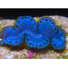 WYSIWYG Tridacna maxima Bénitiers A6 (7 cm)