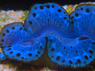 WYSIWYG Tridacna maxima A6