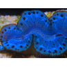 WYSIWYG Tridacna maxima Bénitiers A6 (7 cm)