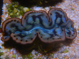 WYSIWYG Tridacna maxima Bénitiers B2 (5.5 cm)