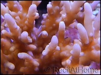 Acropora caroliniana