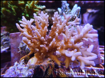 Acropora caroliniana